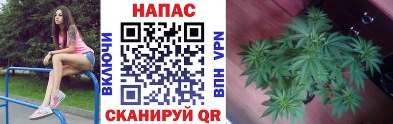 Шишки марихуана Amnesia Чехов